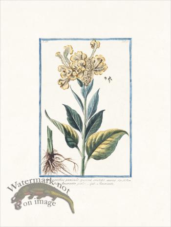 Bonelli 356 Amaranth